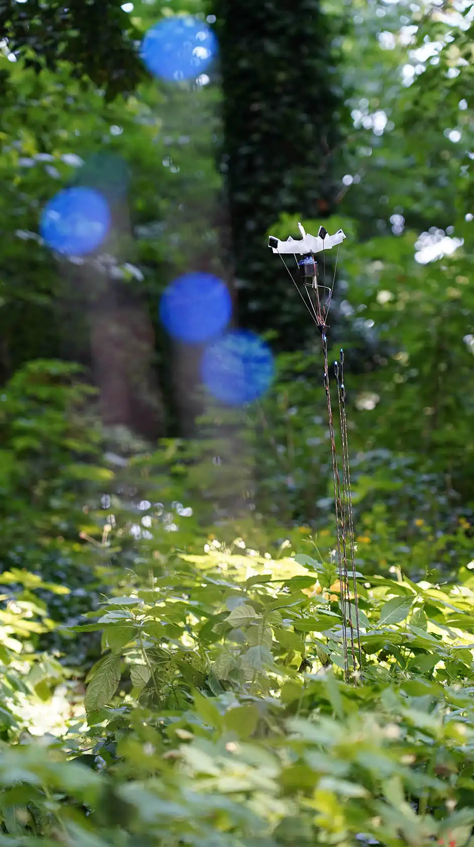 bokeh of some lights in the foreground. slim rods with lights and a blossom attatched at the top are standing in a green and lush field in nature
